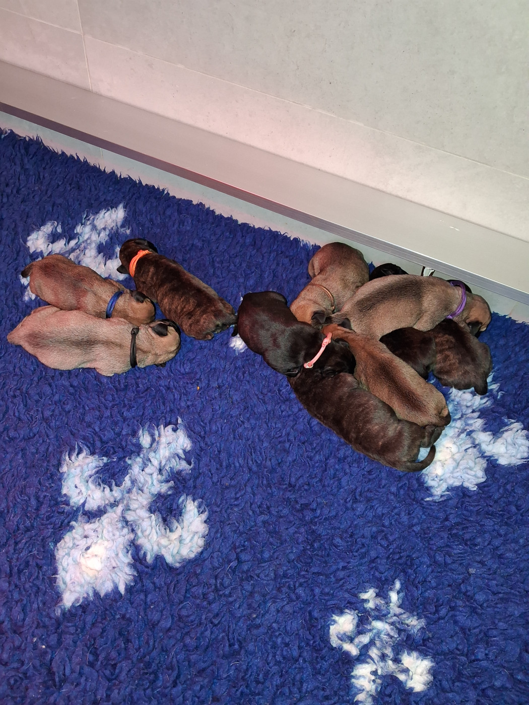 Chiot Bullmastiff Du Domaine De Mc Queen