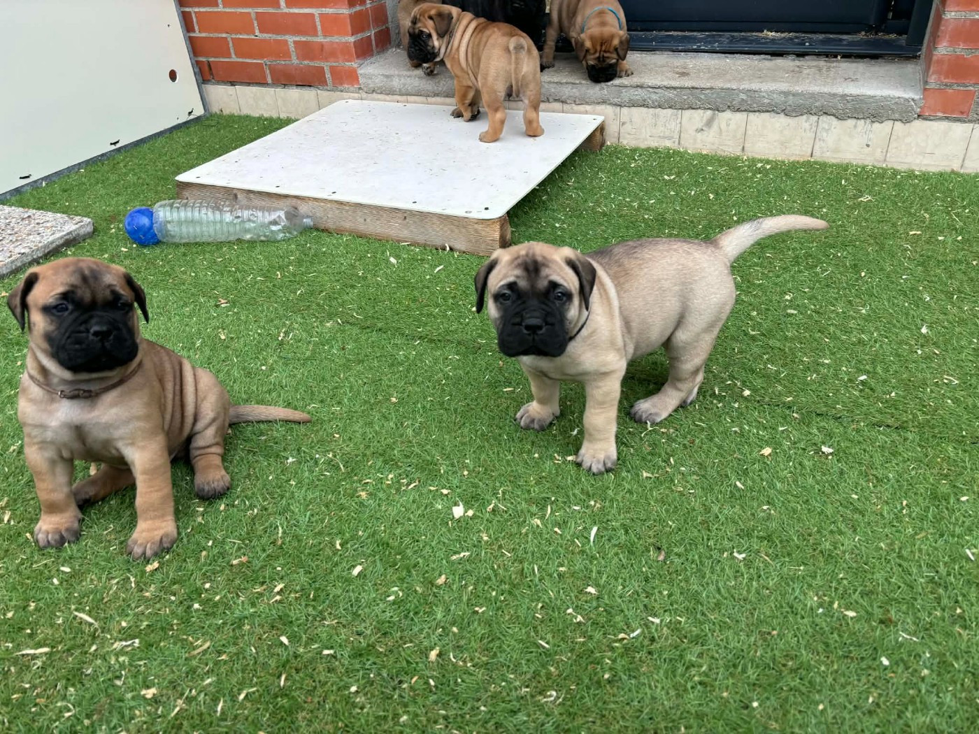 Du Domaine De Mc Queen - Chiots disponibles - Bullmastiff
