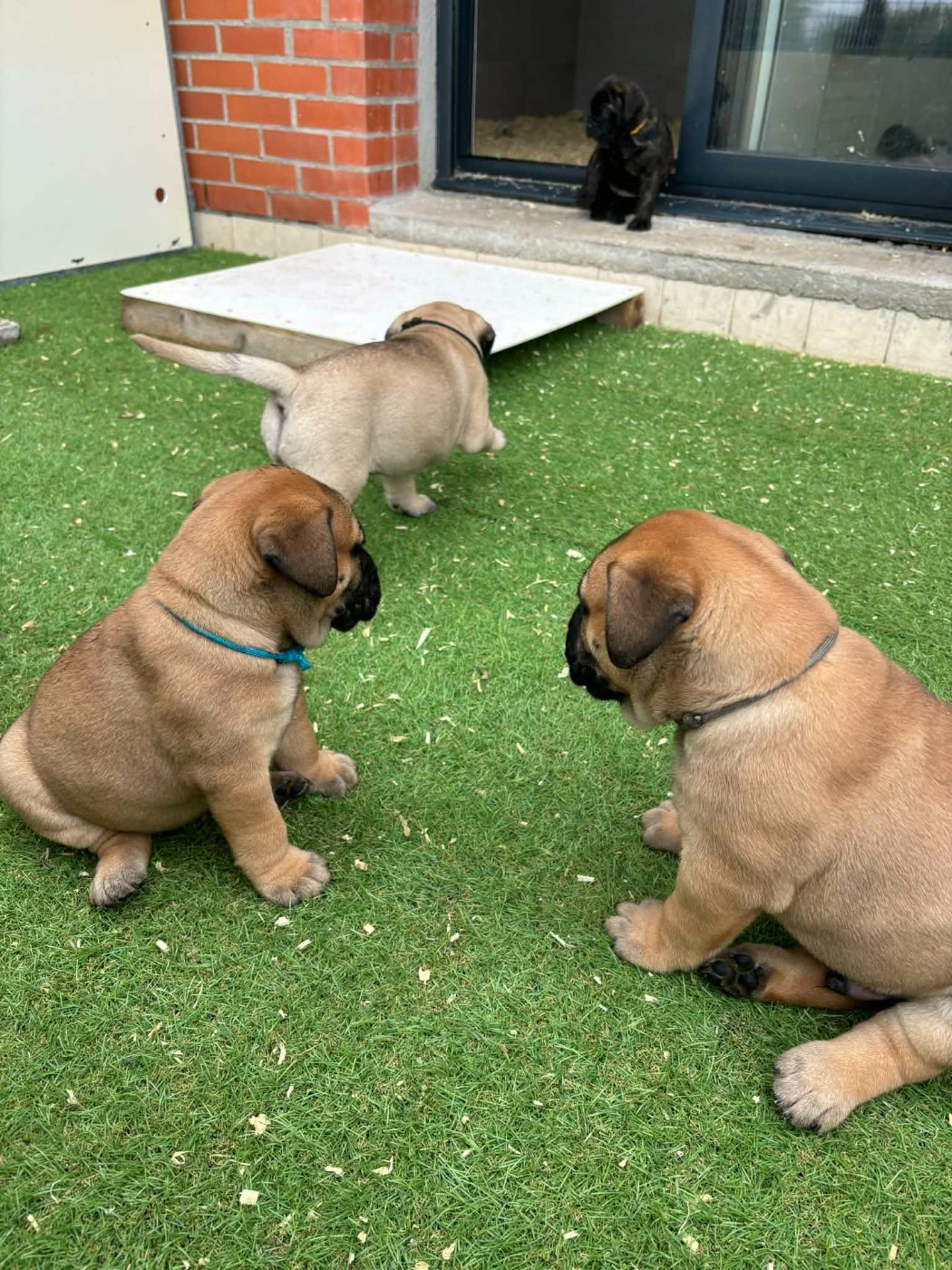 Du Domaine De Mc Queen - Chiots disponibles - Bullmastiff