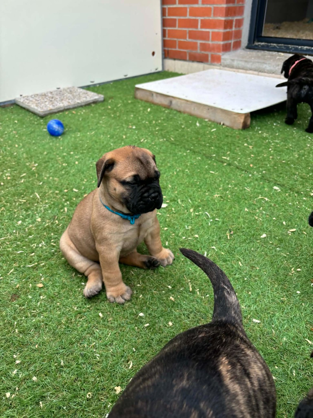 Du Domaine De Mc Queen - Chiots disponibles - Bullmastiff