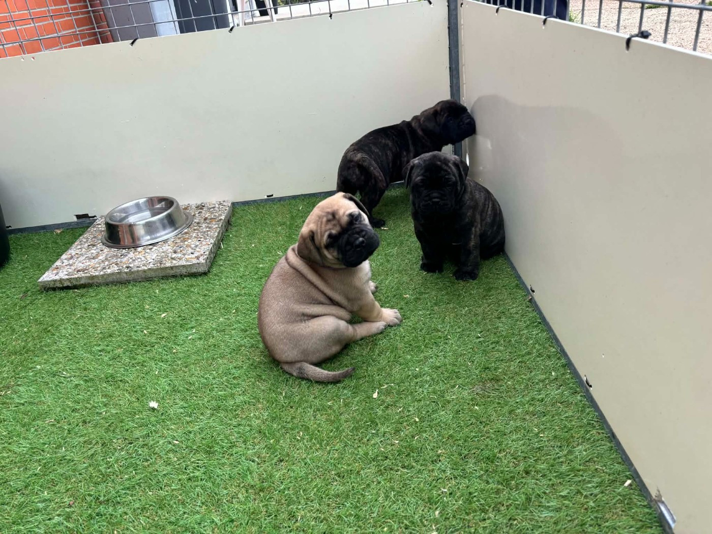 Du Domaine De Mc Queen - Chiots disponibles - Bullmastiff