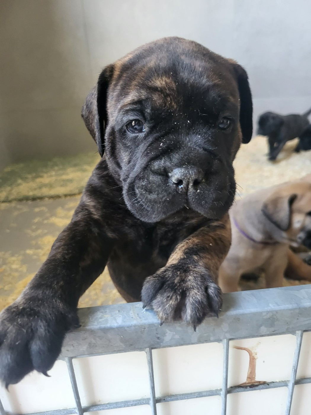 Du Domaine De Mc Queen - Chiots disponibles - Bullmastiff
