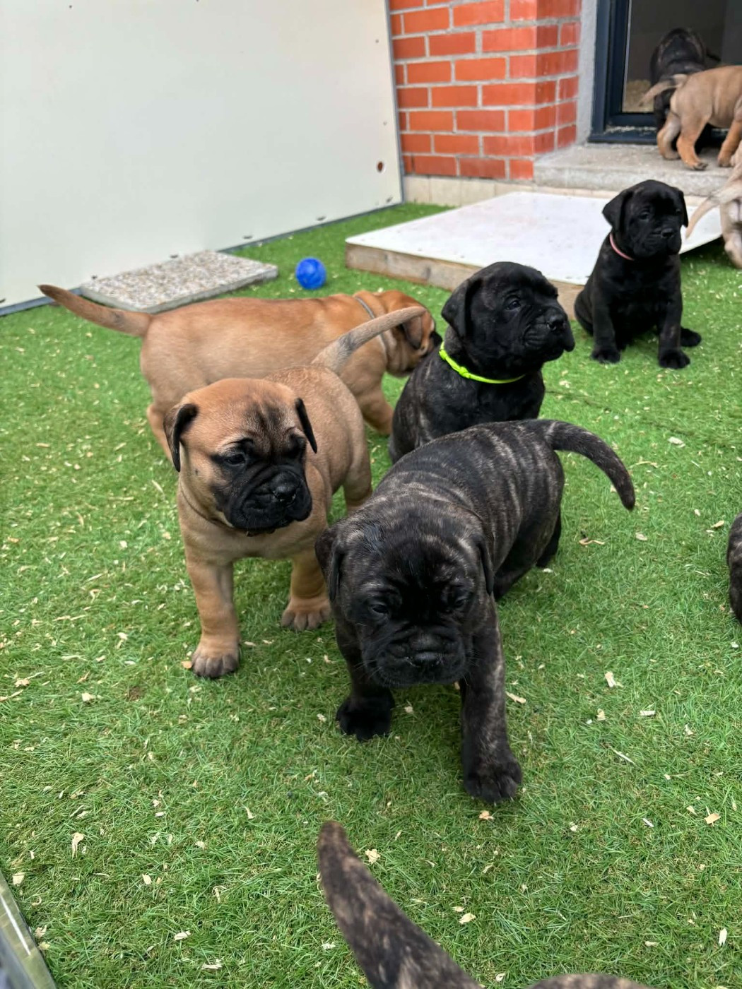Du Domaine De Mc Queen - Chiots disponibles - Bullmastiff