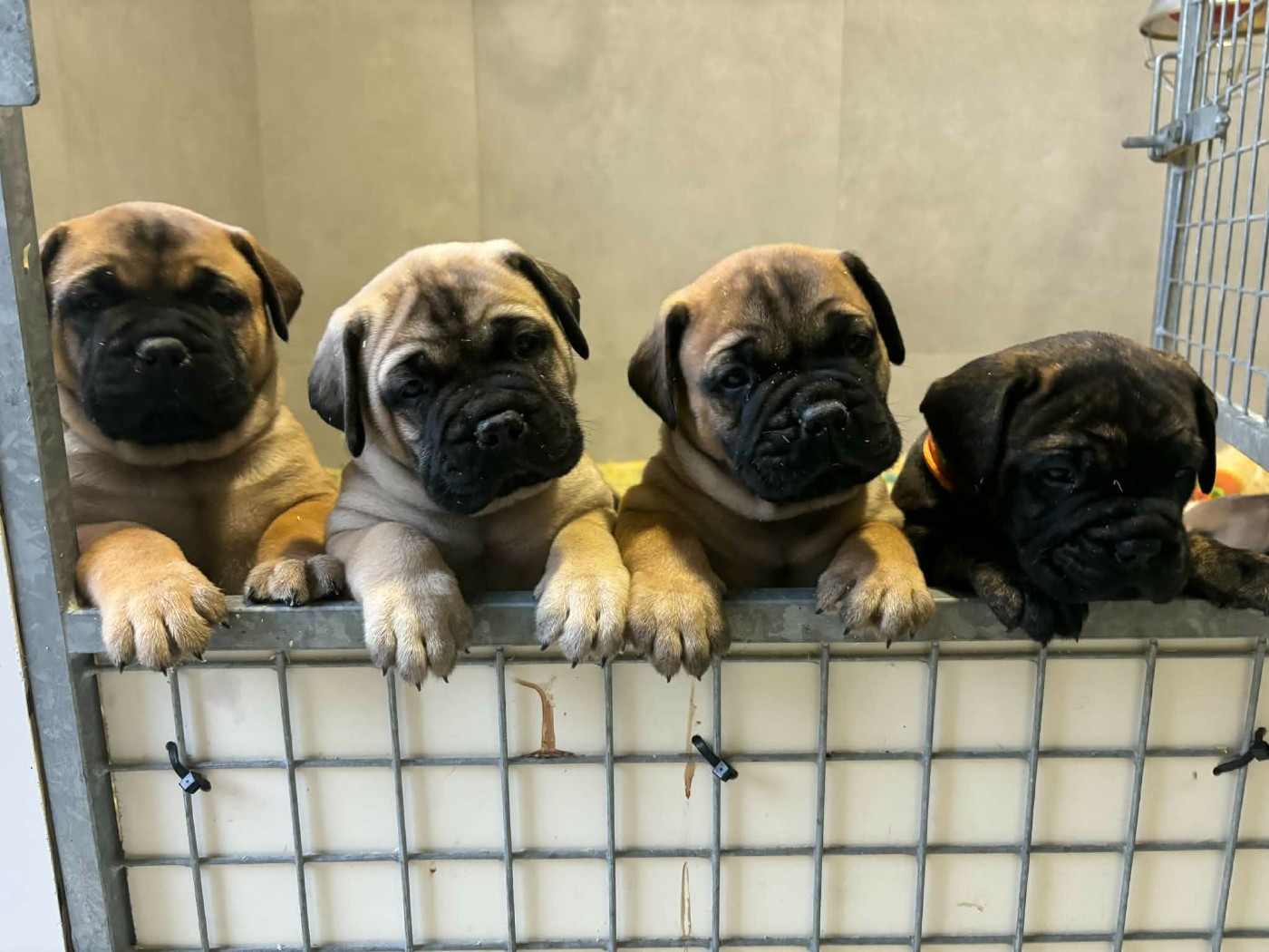 Du Domaine De Mc Queen - Chiots disponibles - Bullmastiff