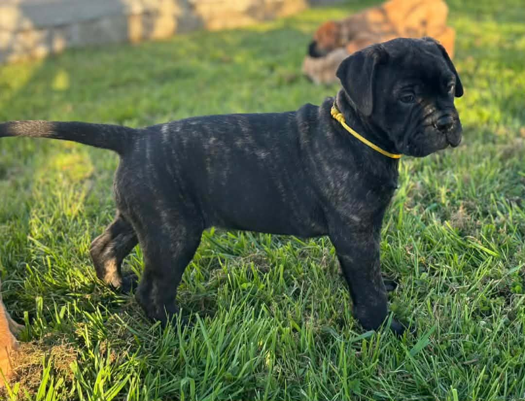 Du Domaine De Mc Queen - Chiots disponibles - Bullmastiff