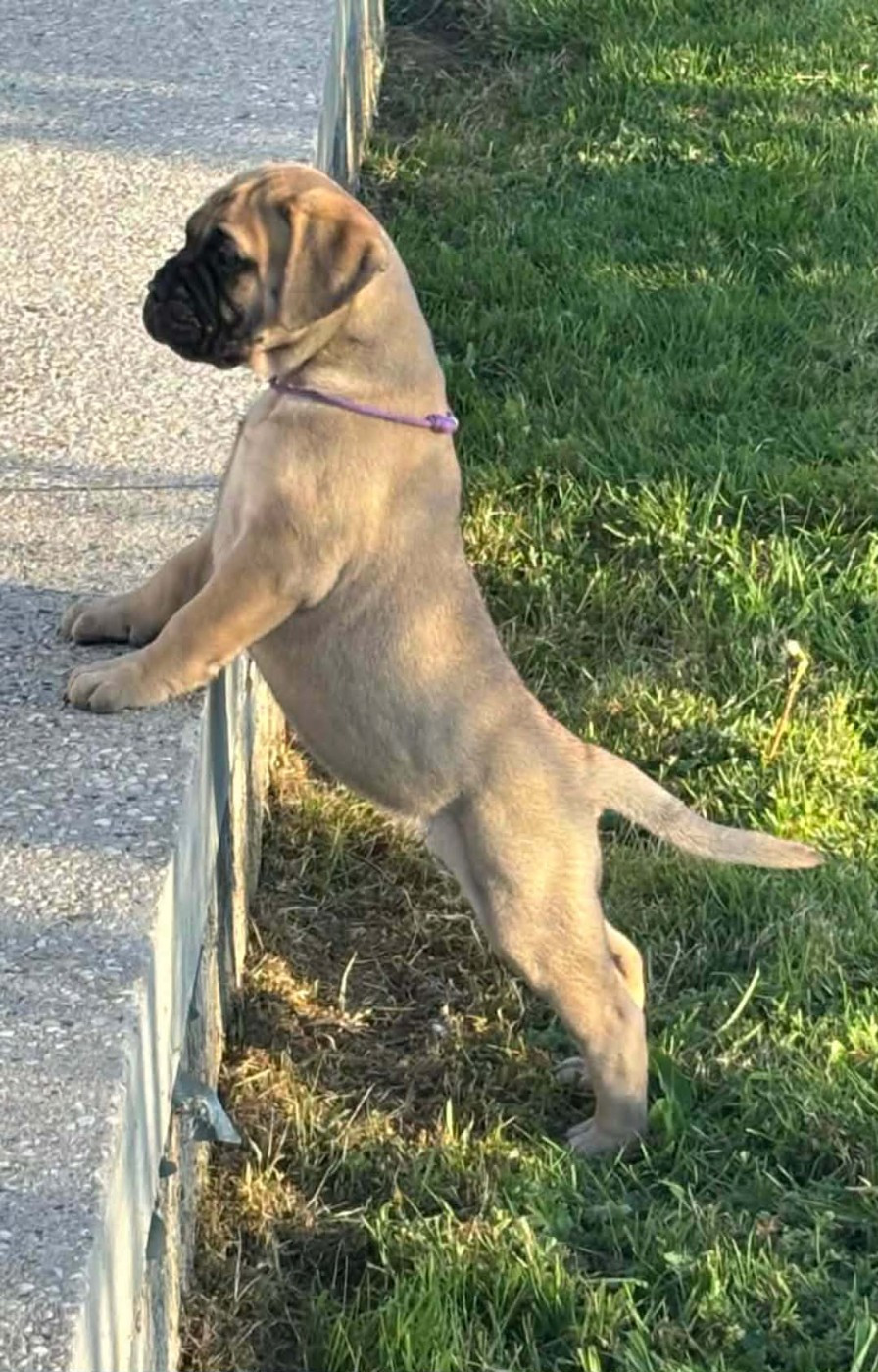 Du Domaine De Mc Queen - Chiots disponibles - Bullmastiff