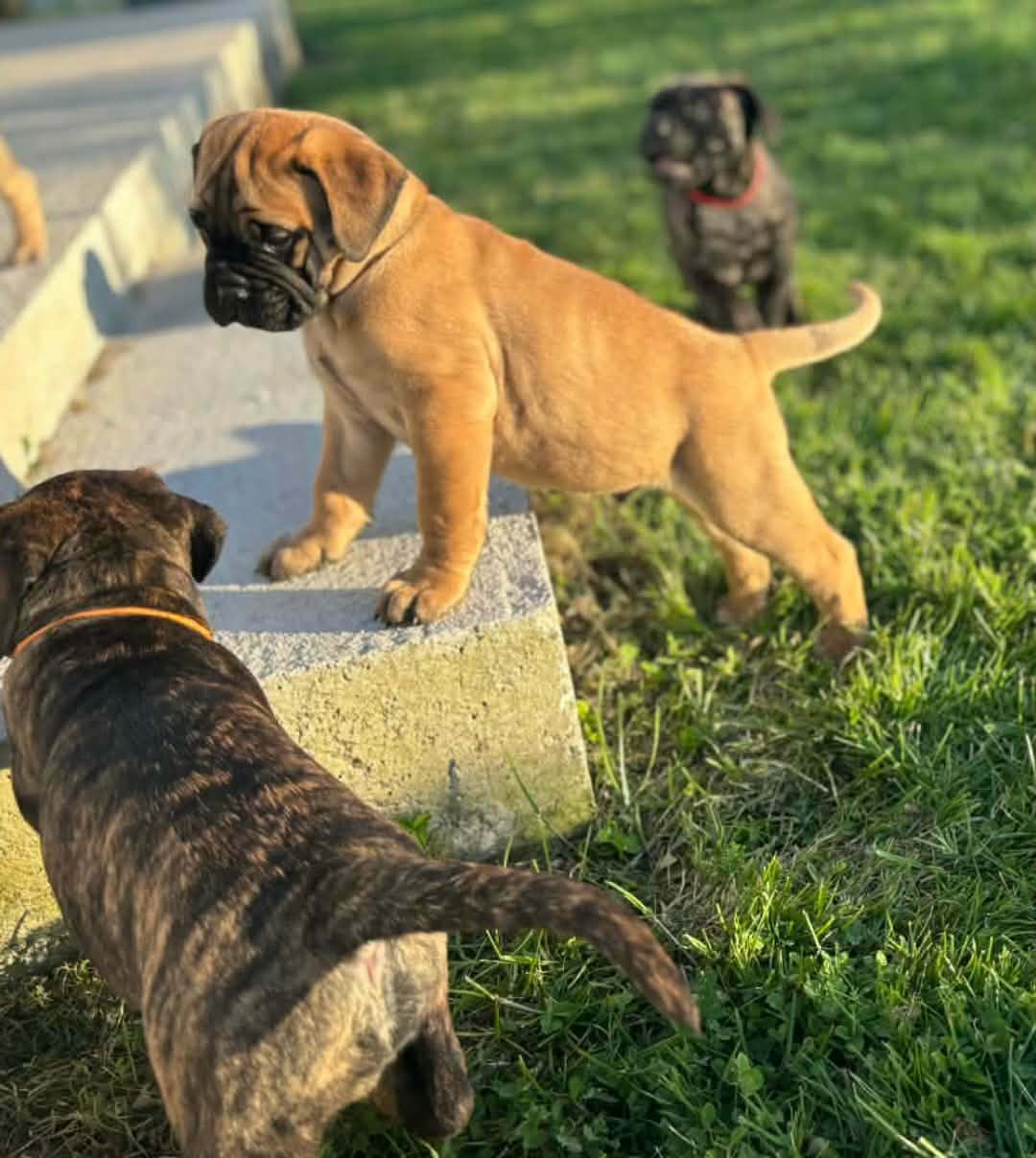 Du Domaine De Mc Queen - Chiots disponibles - Bullmastiff