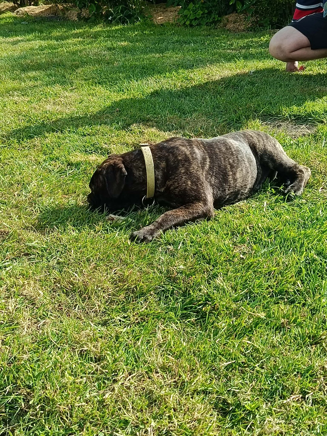 Du Domaine De Mc Queen - Chiots disponibles - Bullmastiff