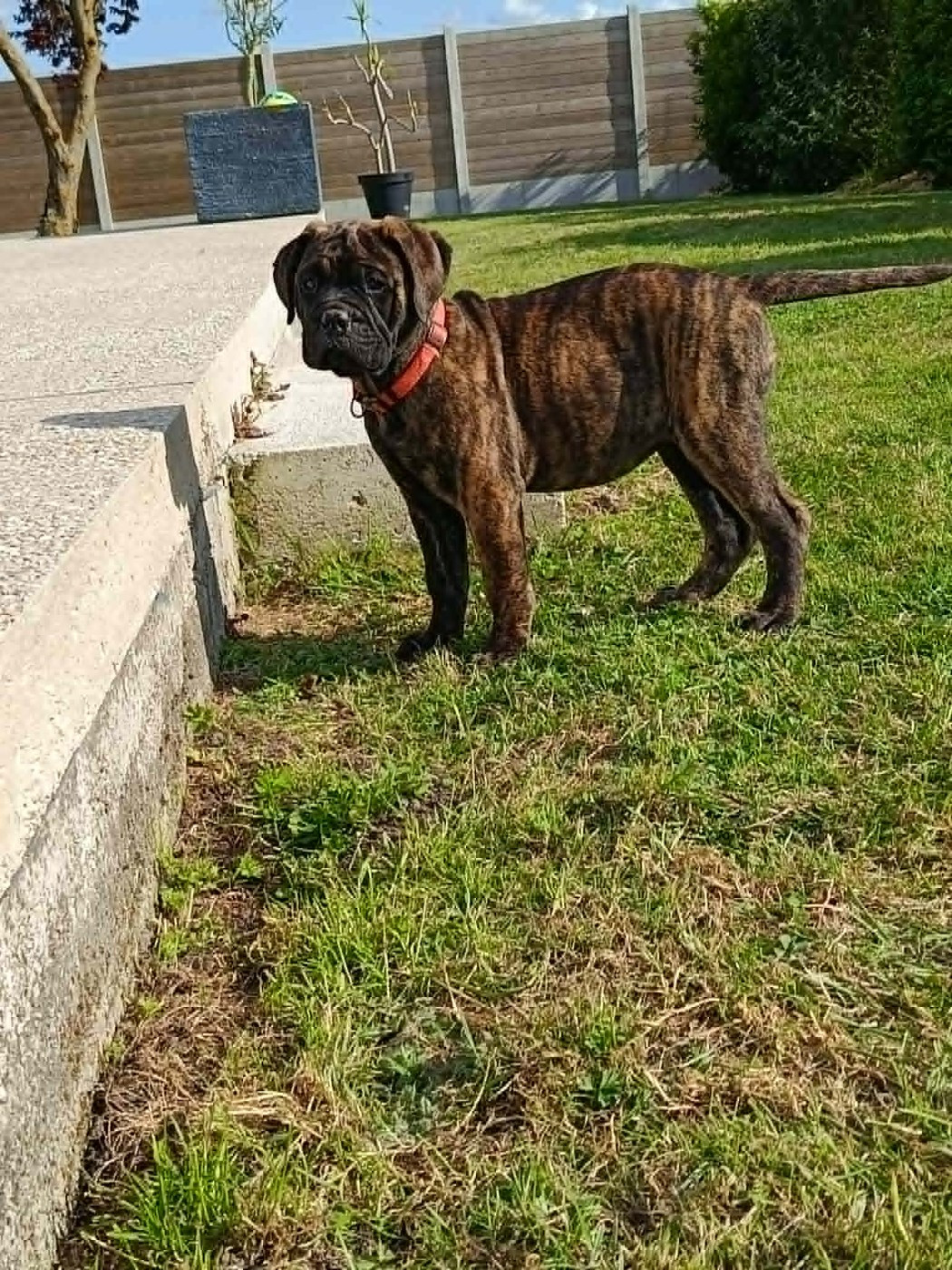Du Domaine De Mc Queen - Chiots disponibles - Bullmastiff